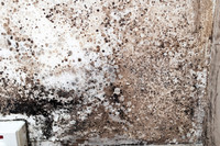 Shelter Brechin Mould-2