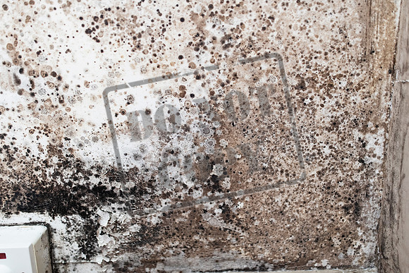 Shelter Brechin Mould-2