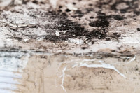 Shelter Brechin Mould-24