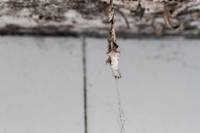 Shelter Brechin Mould-26