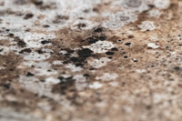 Shelter Brechin Mould-22