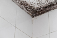Shelter Brechin Mould-28