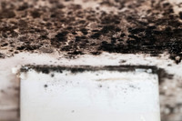 Shelter Brechin Mould-25