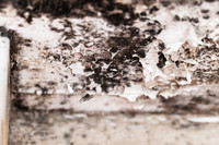 Shelter Brechin Mould-21
