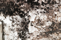 Shelter Brechin Mould-20
