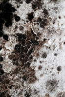 Shelter Brechin Mould-23