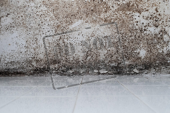 Shelter Brechin Mould-7